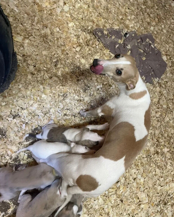 Gorgeous Health Tested Whippet Puppies