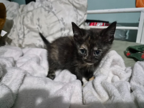 2 female beautiful kittens