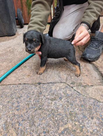 Lakeland pups