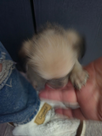 2, 8week old puppies