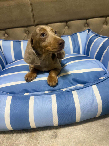 Dachshund