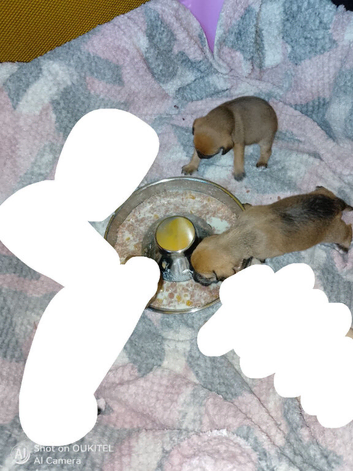 Daschund cross/jackapoo puppies