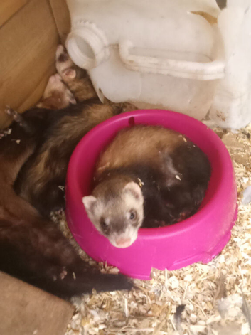 Ferrets