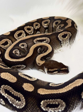 Ball pythons