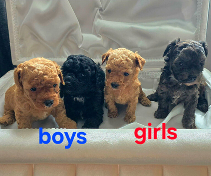 GORGEOUS MULTIPOO PUPPIES FOR SALE