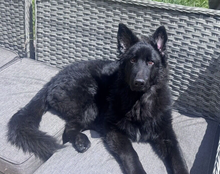 Solid Black Long Hair German Shepherd