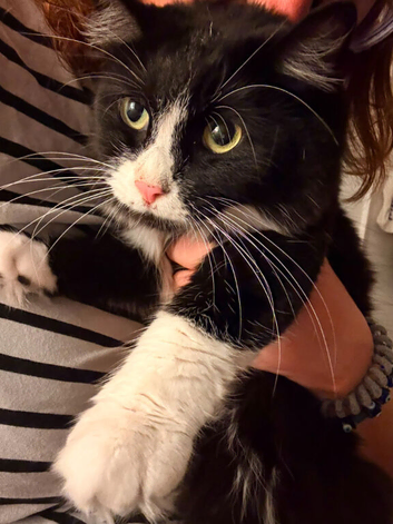 Sweet beautiful and affectionate Kitty needs her forever home