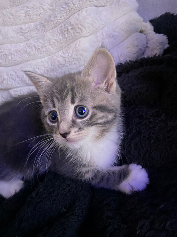 Beautiful kittens