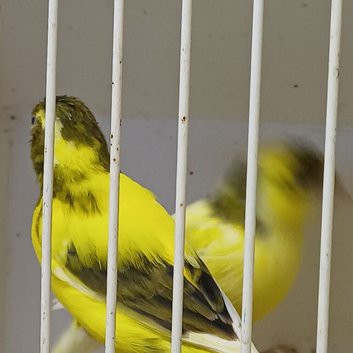 Canaries