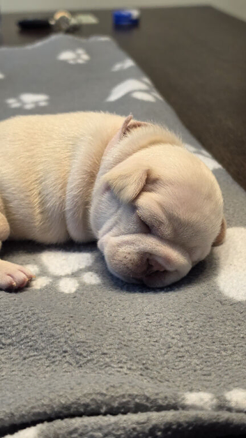 Cream French Bulldog puppies