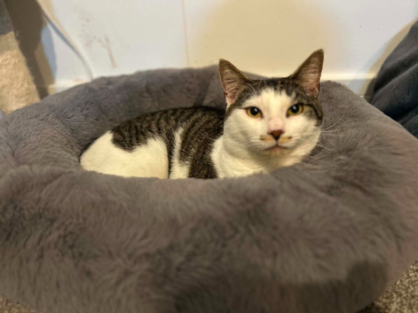 Loving boy cat