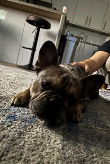 Frenchie for rehoming/ sale   1yr 9mo