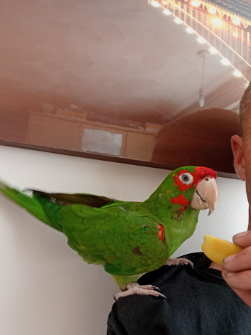 Pickle is looking for a new home