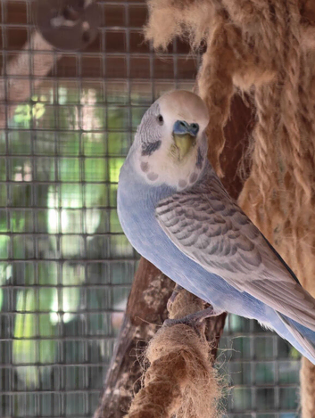 Budgies and Zebra Finches for Sale
