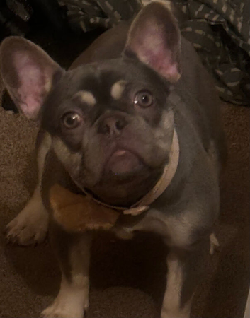 10 months old female full bred frenchie