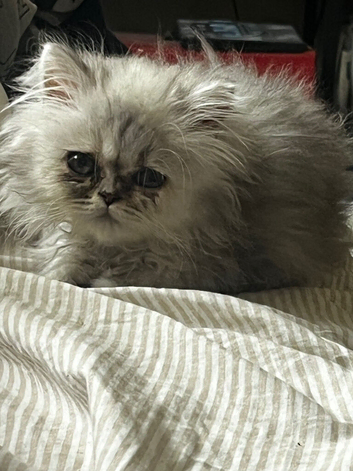 Persian kitten to rehome