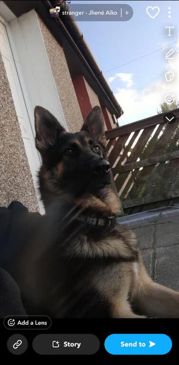 Dog for sell