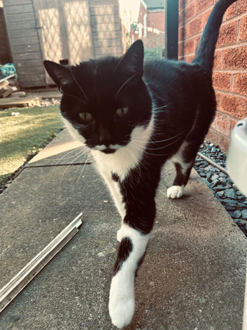 Nala The Black And White Cat