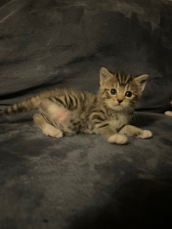 3 kittens 2 girls and a boy