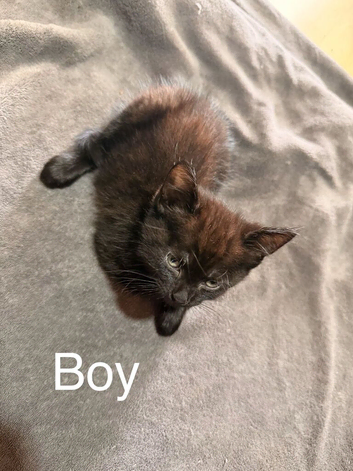 Adorable litter 4 boy kitten n 1 girl