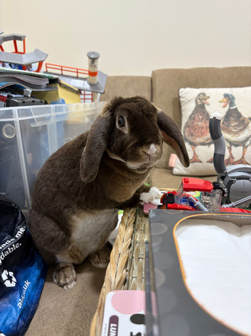 Dwarf plush lop