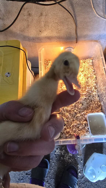 Indian Runner Ducks For Sale