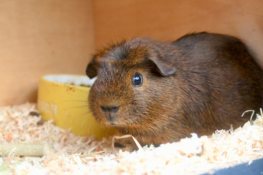Very handsome guinea pig
