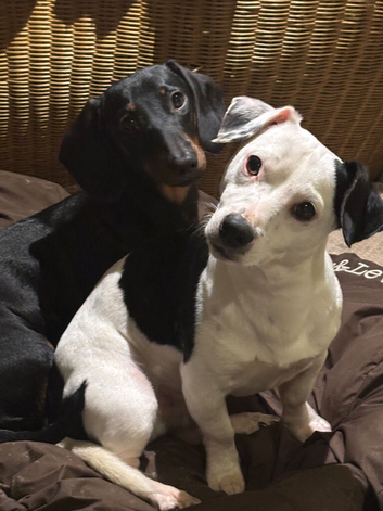 18 month old Miniature Dachshund