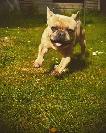French Bulldog &ndash; Loving 4-Year-Old Male Looking for a Forever Home