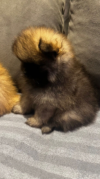Bear faces Pomeranian puppys