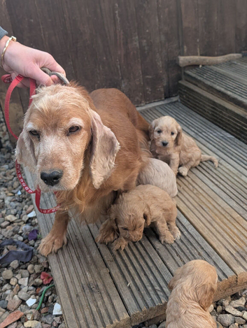 F1 cockapoo