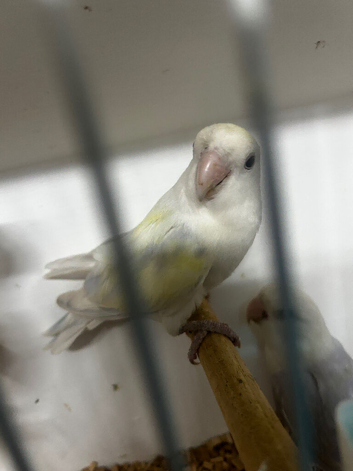 Peach face aqua/turquoise-type colour mutation Love birds