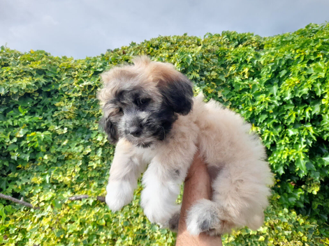 Lhasa-chon puppies for sale