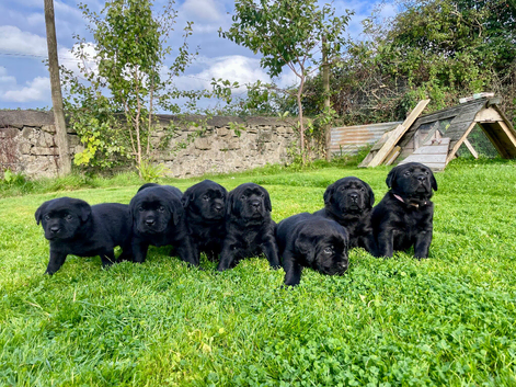 Beautiful Black Labrador Puppies