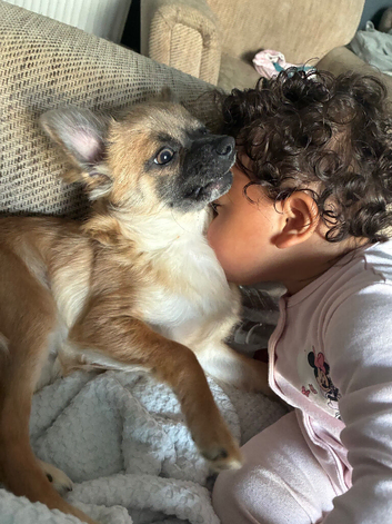 Boy chihuahua