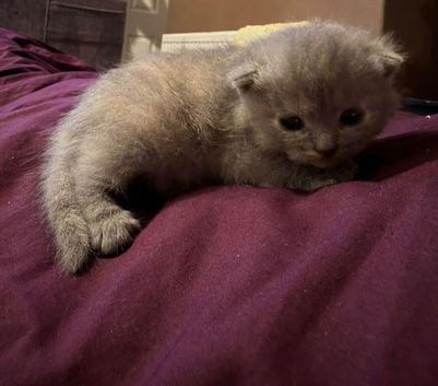 Half British shorthair for sale