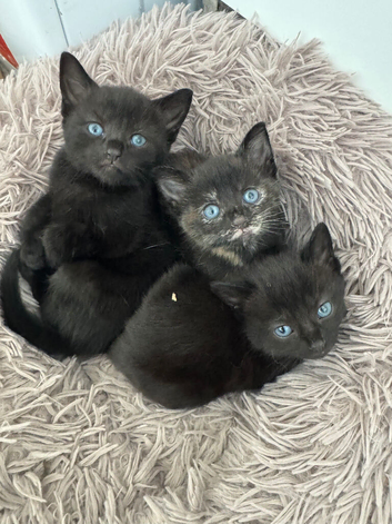 4 Kittens for sale ready 16th of Aug