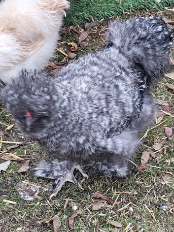 2 beautiful silkies