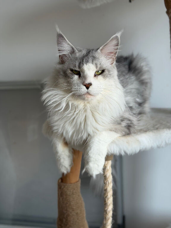 Stunning Maine coon available