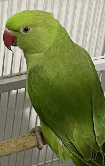 Beautiful ringneck make + Free cage