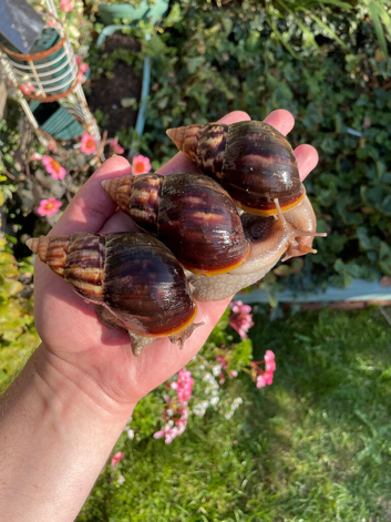 Giant African Snails for sale!