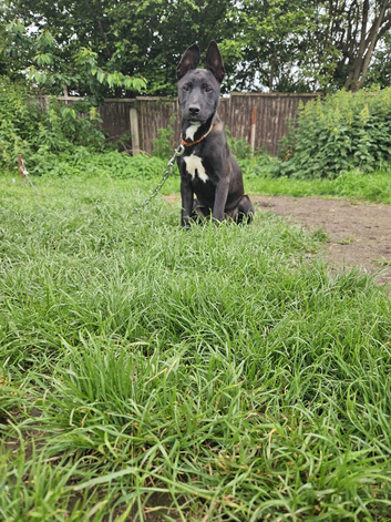 Female Bullherder pup