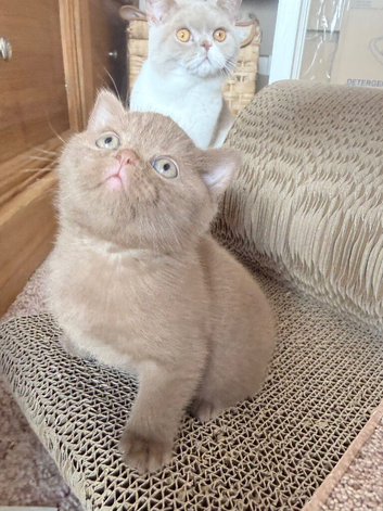 kittens