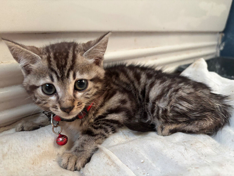 X3 bengal cross kittens