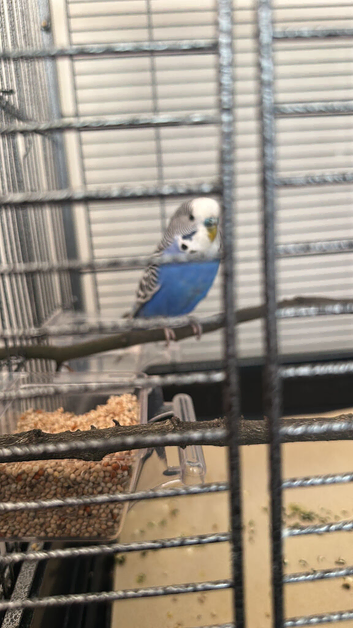 Budgie