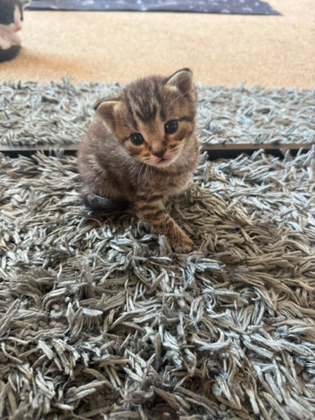 5 beautiful kittens