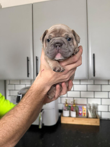 Puppies