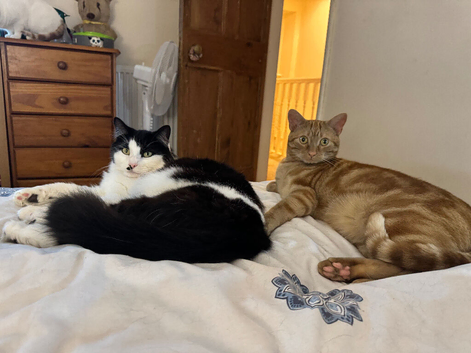 FREE TO GOOD HOME Murphy - Male, 3 , Neautered