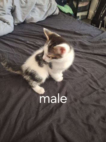 4 kittens ready for their forever homes