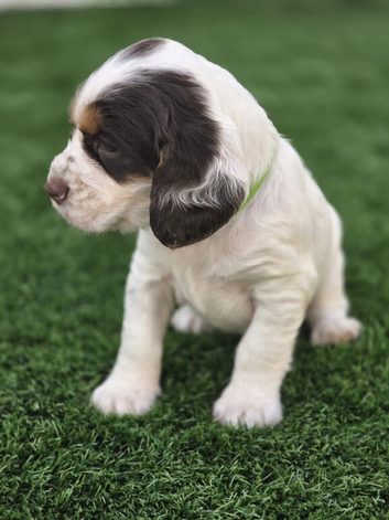 Kc registered tri colour working cocker spaniels
